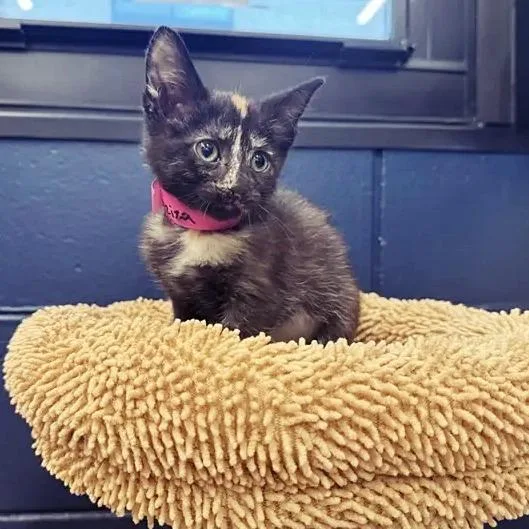 A baby small-sized female Tortoiseshell Domestic Short Hair cat named Aziza for adoption in Saint Louis, MO