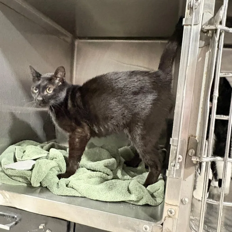 A young small-sized female Black Domestic Short Hair cat named Dori for adoption in St. Paul, MN
