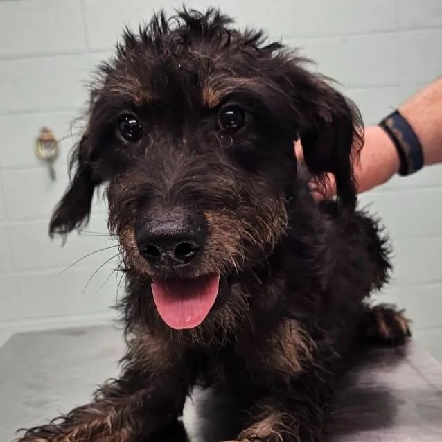 A baby medium-sized male Black Mixed Breed dog named Chopper for adoption in Buffalo, MN
