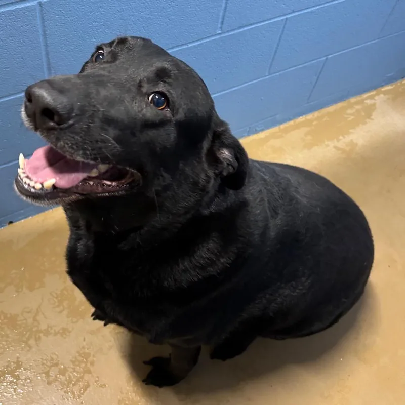 An adult large-sized male Black Labrador Retriever dog named Ray for adoption in Portland, TX