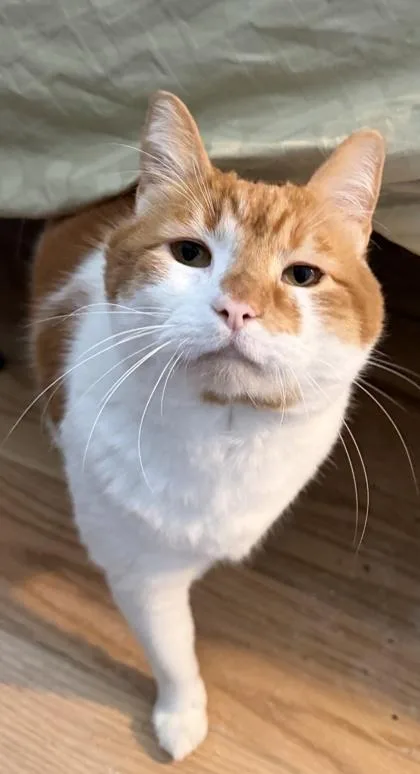 An adult extra large-sized male Domestic Short Hair cat named Pumpkin for adoption in Port Republic, MD