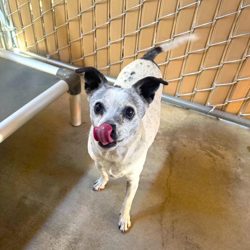 An adult small-sized female Chihuahua dog named Sally for adoption in Joshua Tree, CA
