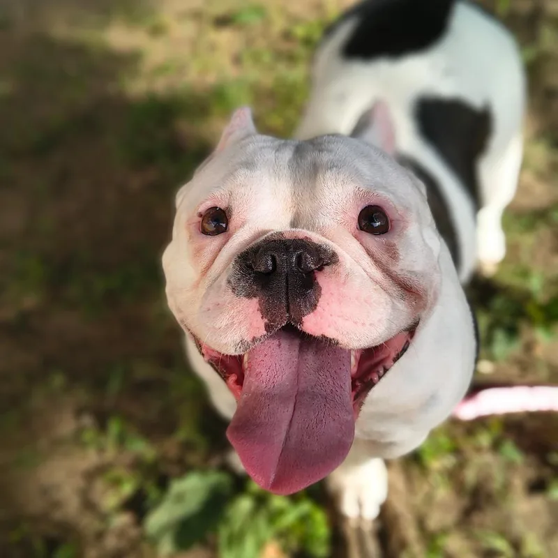 An adult medium-sized female White / Cream Pit Bull Terrier dog named E.t. for adoption in Springfield, MA