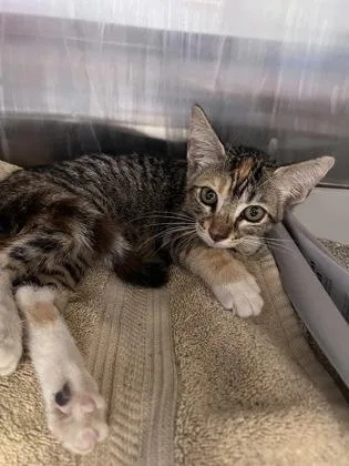 A baby small-sized female Domestic Short Hair cat named Lisa for adoption in Houston, TX