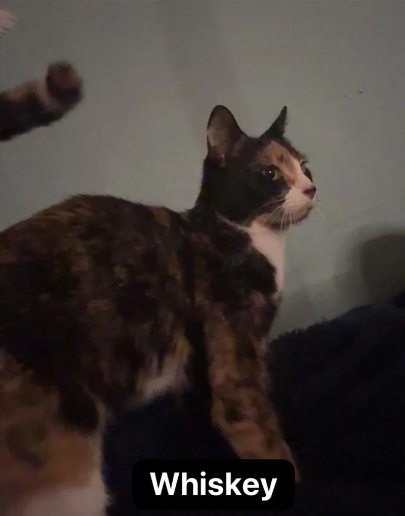 A young medium-sized female Domestic Short Hair cat named Whiskey for adoption in Johnson City, TN
