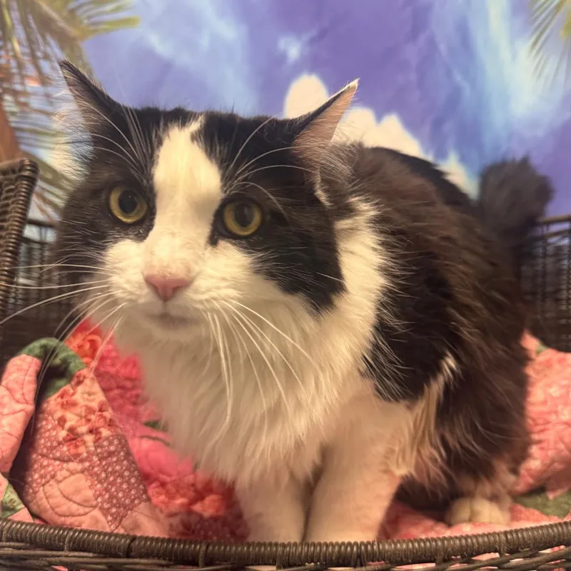 A senior large-sized female Black Domestic Medium Hair cat named Dorothy for adoption in Henderson, NV