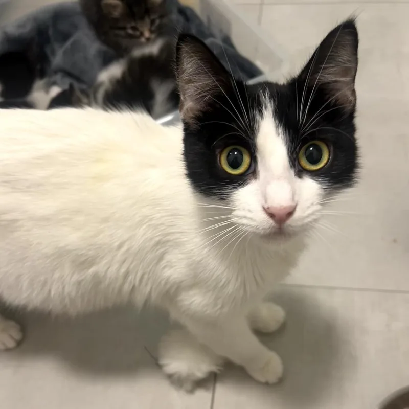 A young medium-sized female Black Domestic Short Hair cat named Isabelle for adoption in Long Beach, CA