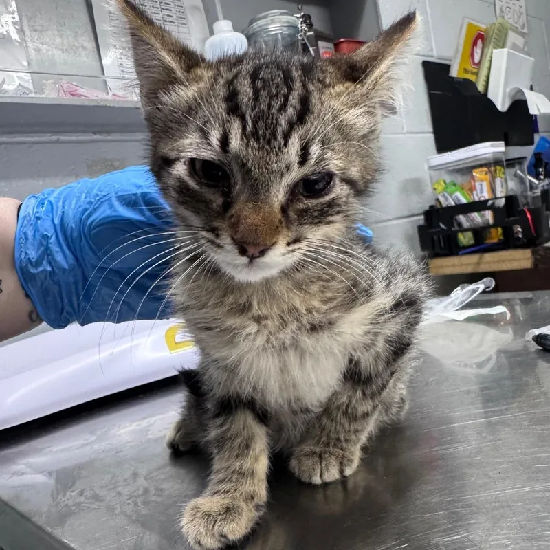 A baby small-sized male Brown / Chocolate Domestic Short Hair cat named Oakie for adoption in Summerville, SC
