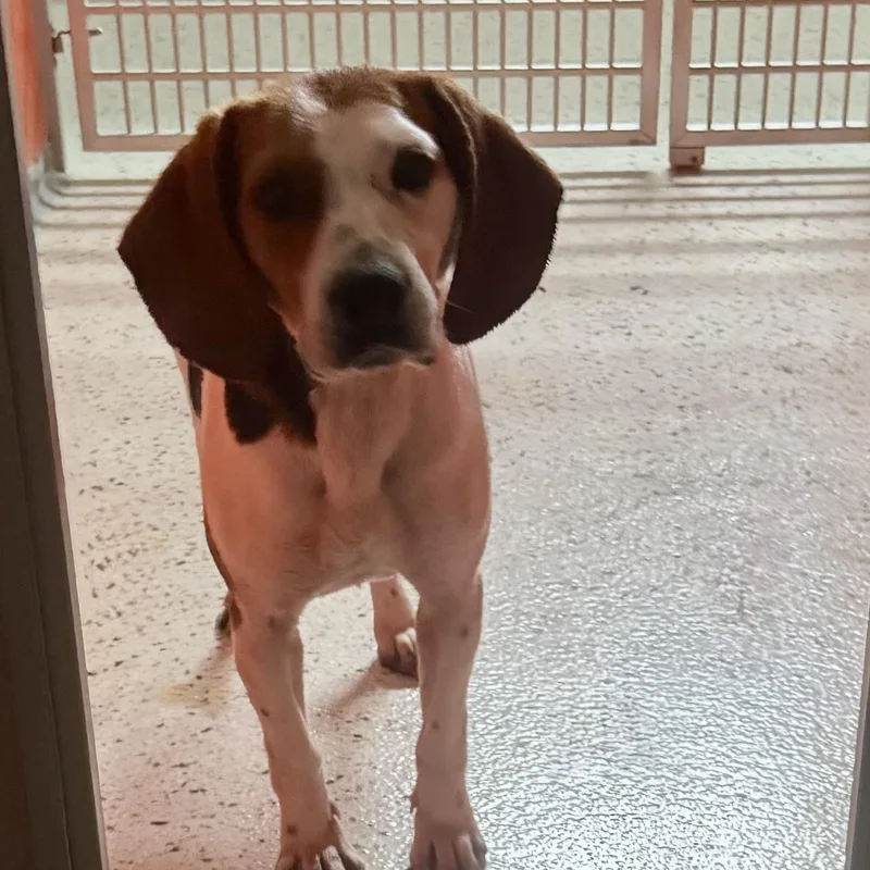 An adult medium-sized male Tricolor (Brown, Black, & White) Beagle dog named Marco for adoption in Providence Forge, VA