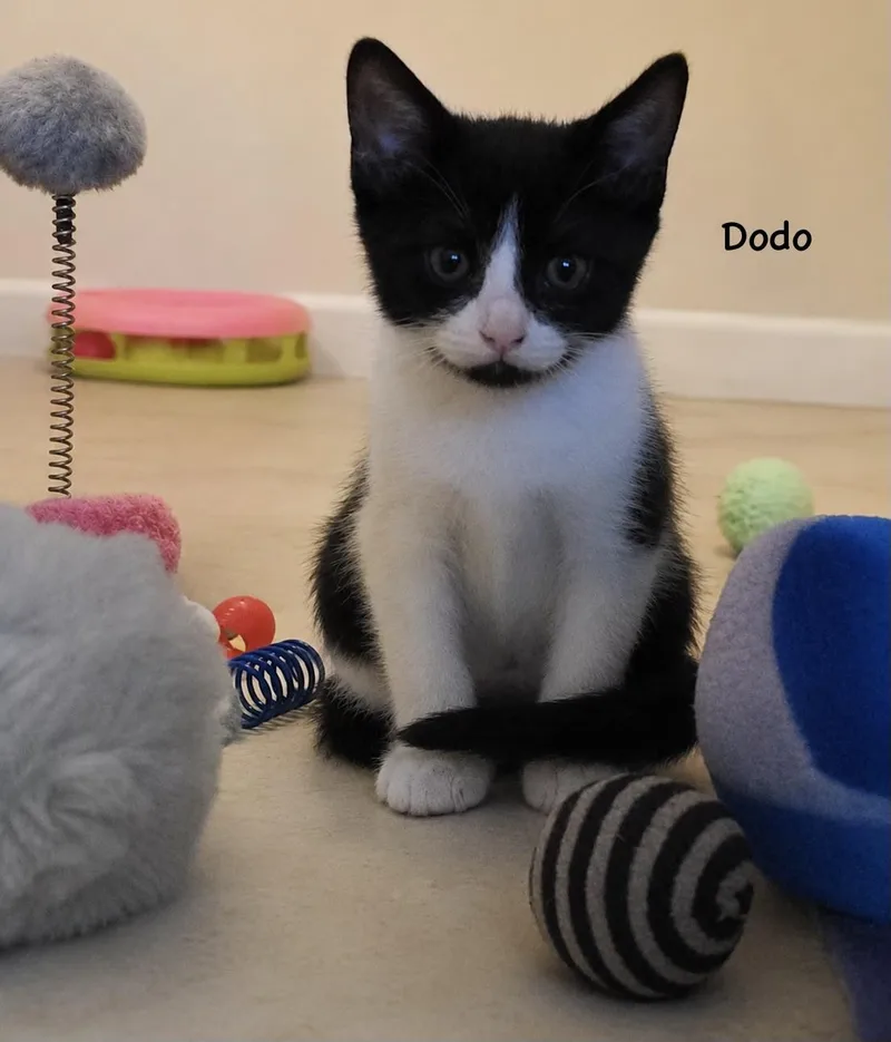 Dodo thumbnail 2