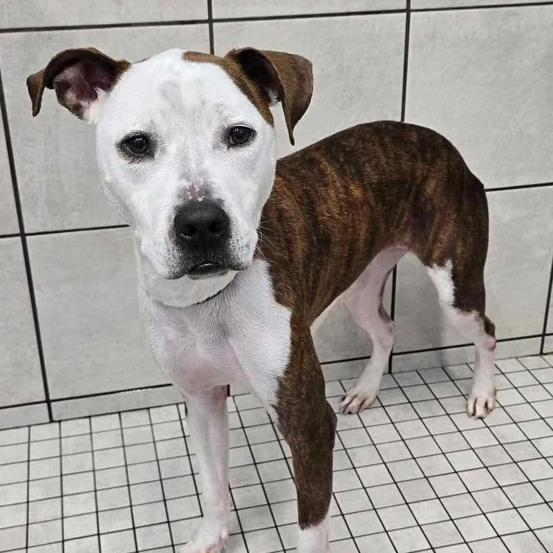 An adult small-sized male Brindle Boxer dog named Baxter for adoption in Aledo, TX