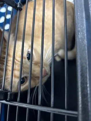 An adult small-sized female Domestic Short Hair cat named Honeybee for adoption in Cumming, GA