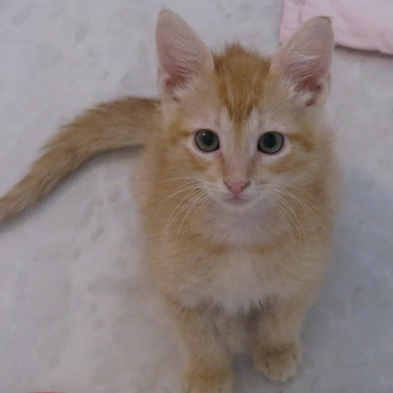 A baby small-sized male Tabby (Orange / Red) Domestic Short Hair cat named Paxton Waterworth for adoption in Morrison, CO
