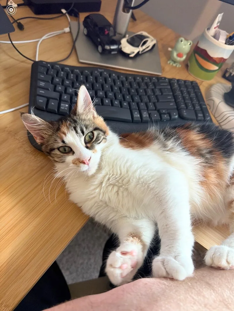 Amora