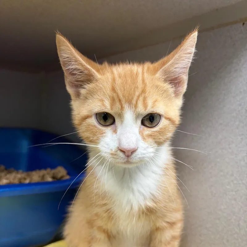 A baby small-sized male Orange / Red Domestic Short Hair cat named Sprout for adoption in Newark, NJ