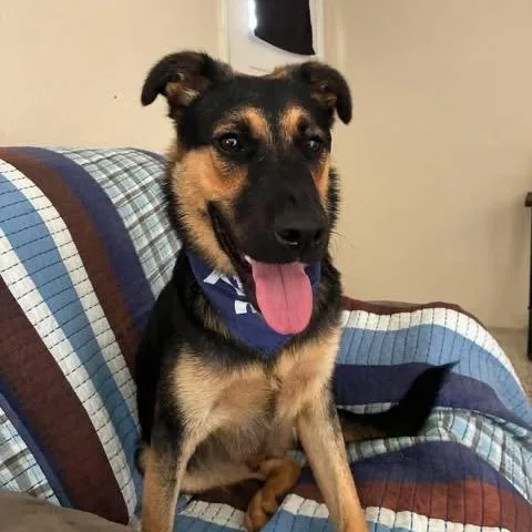 A young small-sized male Black German Shepherd Dog dog named Thor for adoption in Tampa, FL