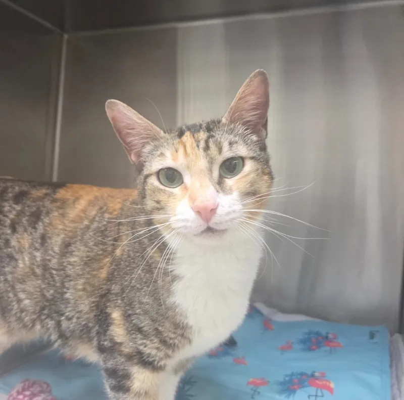 A young medium-sized female Domestic Short Hair cat named Alexandria for adoption in Peoria, AZ
