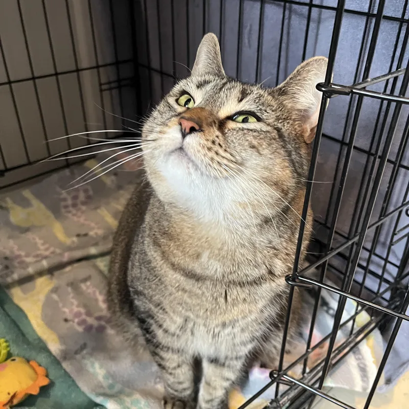 An adult medium-sized female Tabby (Brown / Chocolate) Domestic Short Hair cat named Mandala for adoption in Salisbury, MA