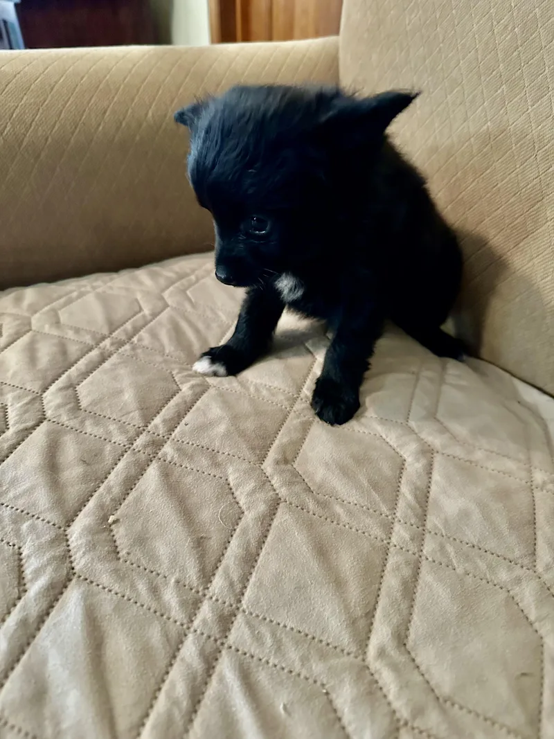 Pepper