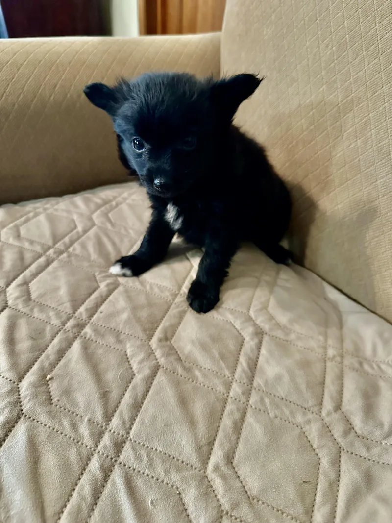 Pepper thumbnail 3