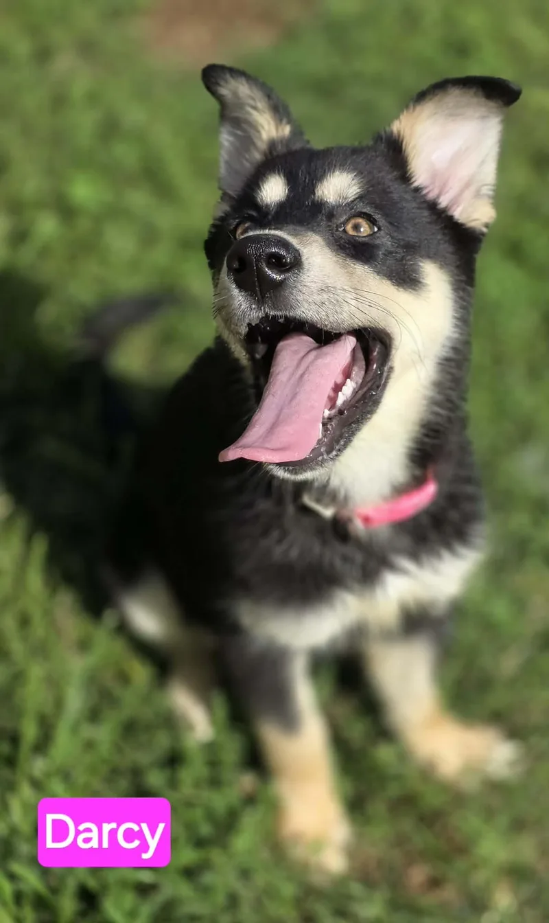 Darcy