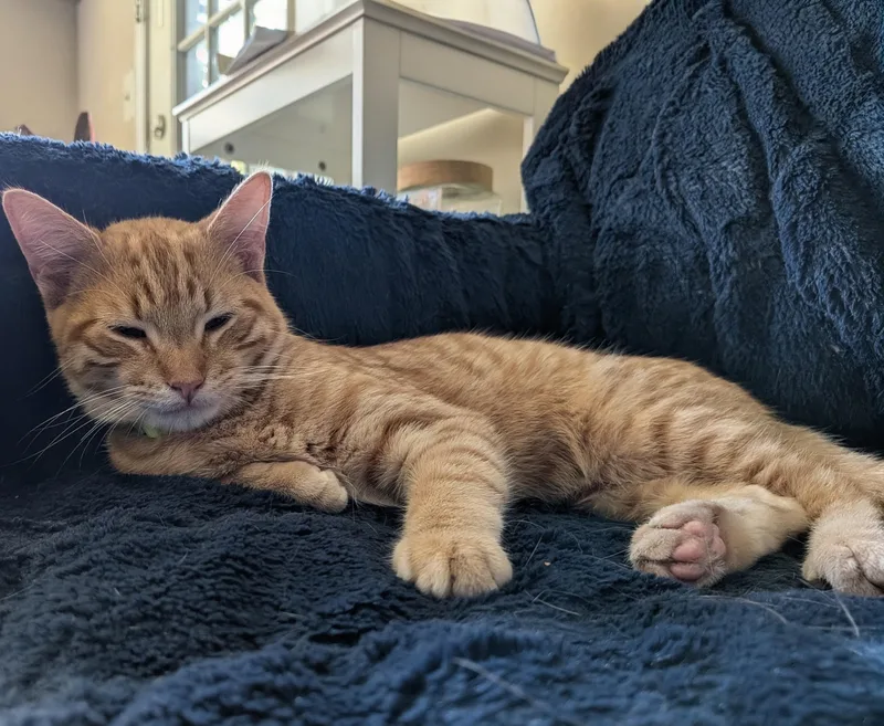 A young medium-sized male Tabby (Orange / Red) Domestic Short Hair cat named Alfredo for adoption in Walla Walla, WA