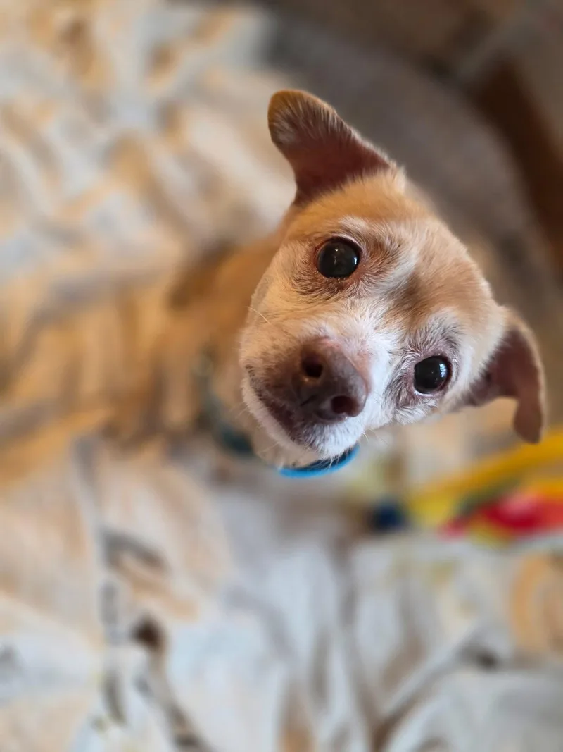 Toby thumbnail 3