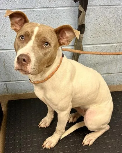 A young medium-sized female Mixed Breed dog named Tatiana for adoption in Chamblee, GA