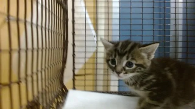 A baby small-sized female Domestic Short Hair cat named Jumiper for adoption in Miami, FL