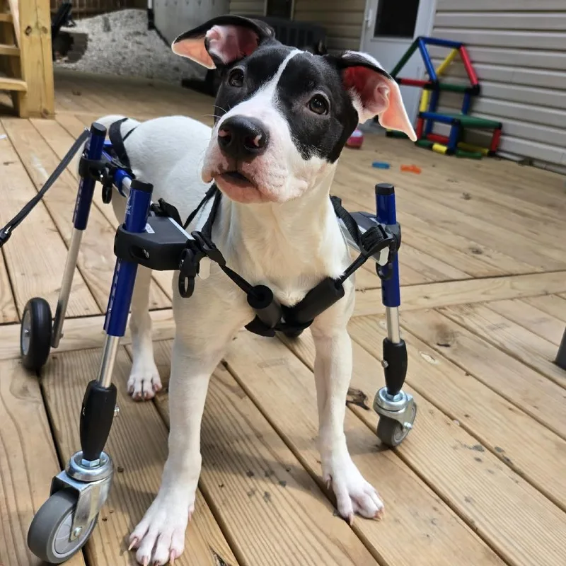 A baby medium-sized female White / Cream Pit Bull Terrier dog named Jello for adoption in Olathe, KS