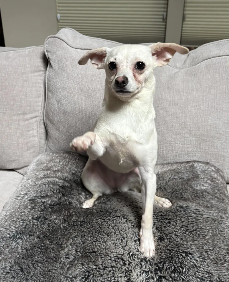 A young small-sized female White / Cream Chihuahua dog named Opal for adoption in Plano, TX