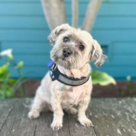 A senior medium-sized male Apricot / Beige Havanese dog named Fonzie for adoption in Pacific Grove, CA