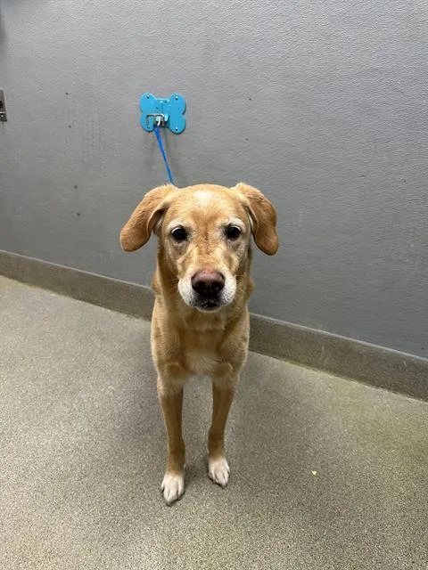 An adult large-sized male Labrador Retriever dog named Hero for adoption in Las Vegas, NV