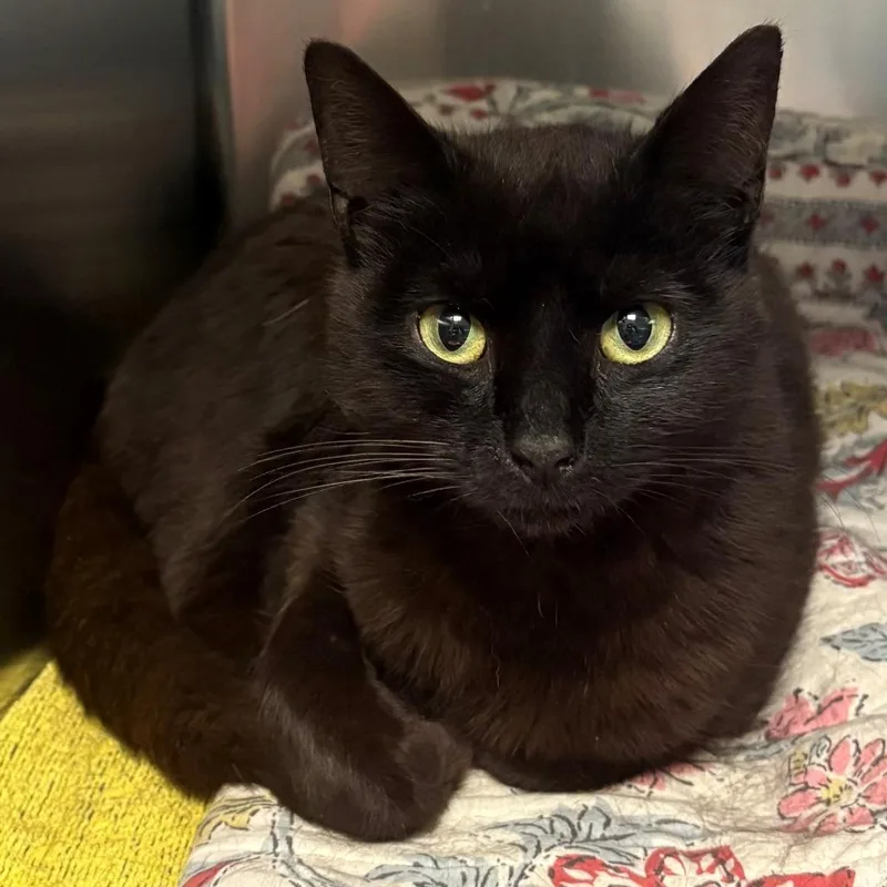 A young medium-sized female Black Domestic Short Hair cat named Boron for adoption in East Hanover, NJ