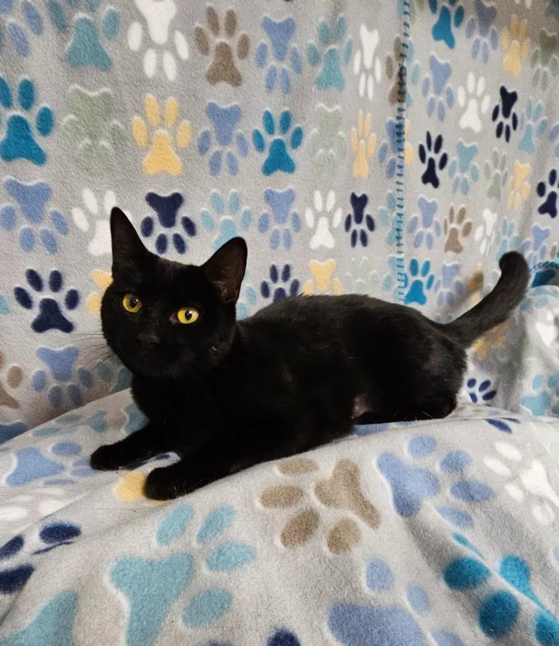 A young medium-sized female Domestic Short Hair cat named Darla for adoption in Wabash, IN