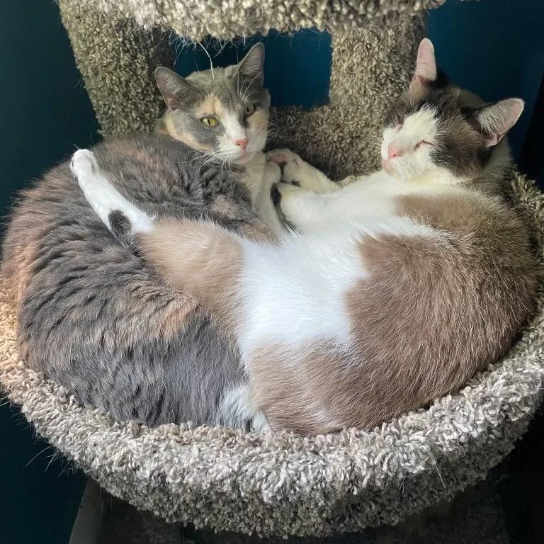 Lola Bonded with Eloise thumbnail 2