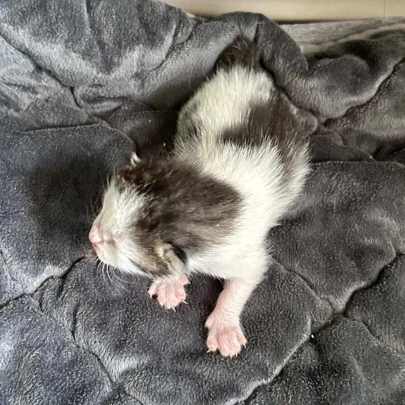 A baby small-sized male White Domestic Short Hair cat named Wyatt for adoption in Othello, WA