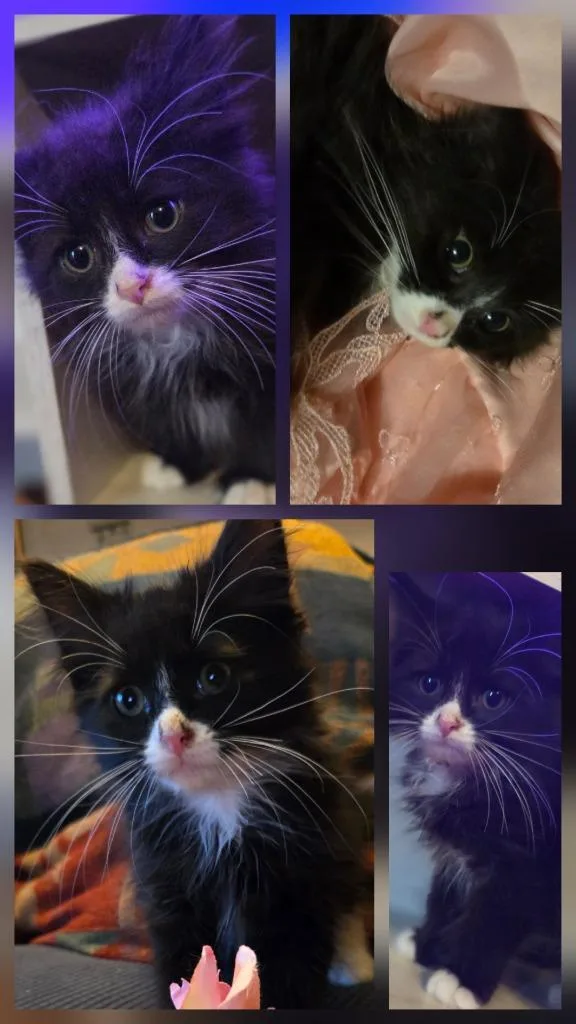 A baby medium-sized male Domestic Short Hair cat named Mordu for adoption in Cloquet, MN