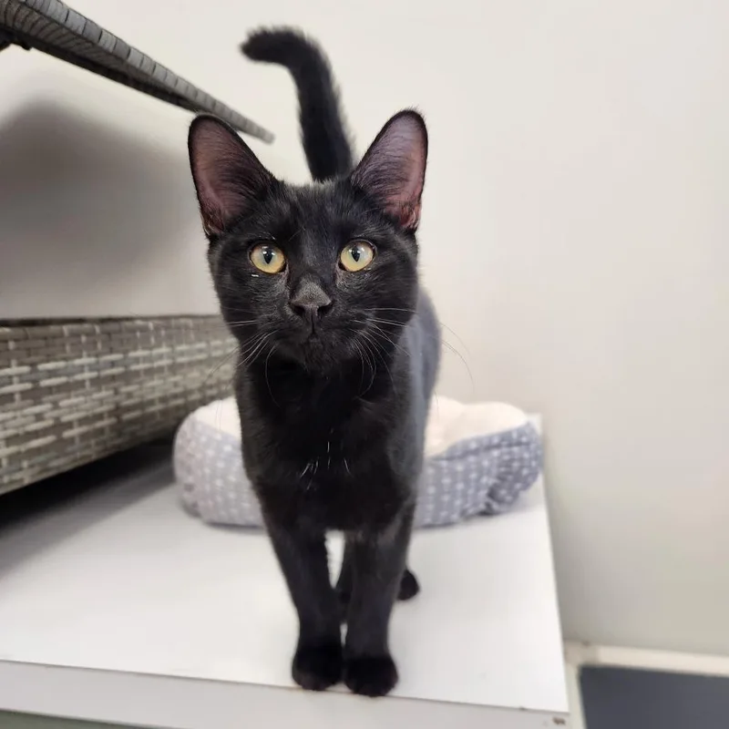 A young medium-sized male Black Domestic Short Hair cat named Scott for adoption in Brockton, MA