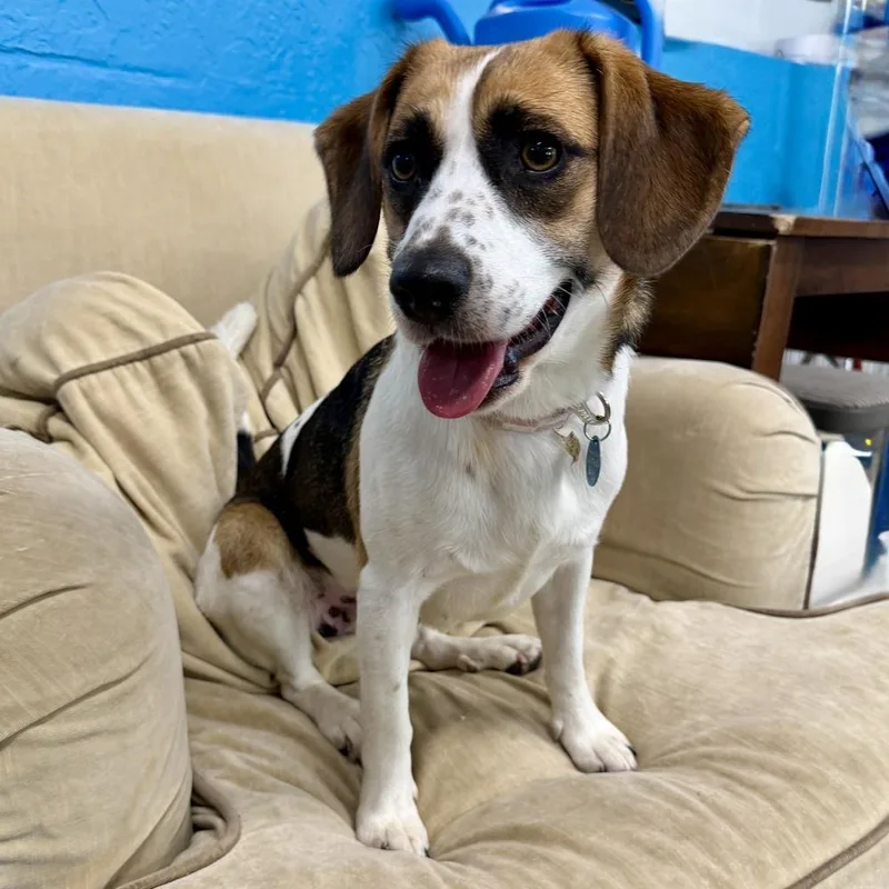 A young small-sized female Tricolor (Brown, Black, & White) Beagle dog named Molly for adoption in Hurricane, UT