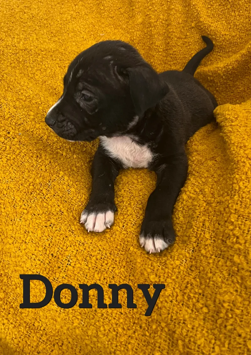 Donny