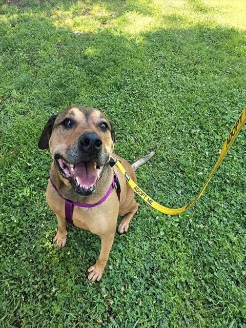 An adult large-sized male Mastiff dog named Bear for adoption in Sacramento, CA