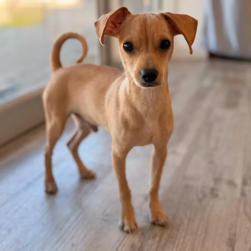 A young small-sized male Chihuahua dog named Russett for adoption in Green Bay, WI