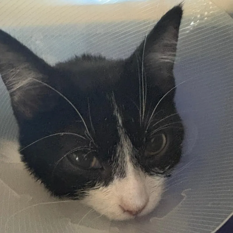 A baby small-sized female Black Domestic Short Hair cat named Mila for adoption in Leander, TX