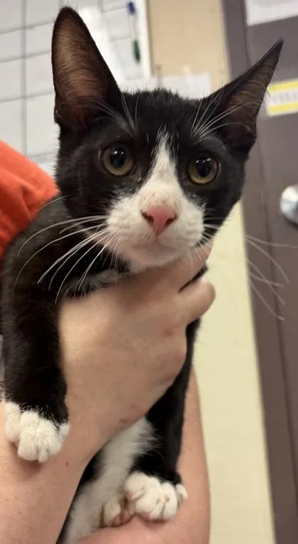 A baby small-sized male Domestic Short Hair cat named Emu for adoption in West Chester, PA