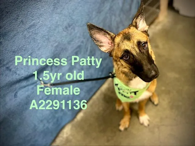A young large-sized female German Shepherd Dog dog named Princess Patty for adoption in Chatsworth, CA
