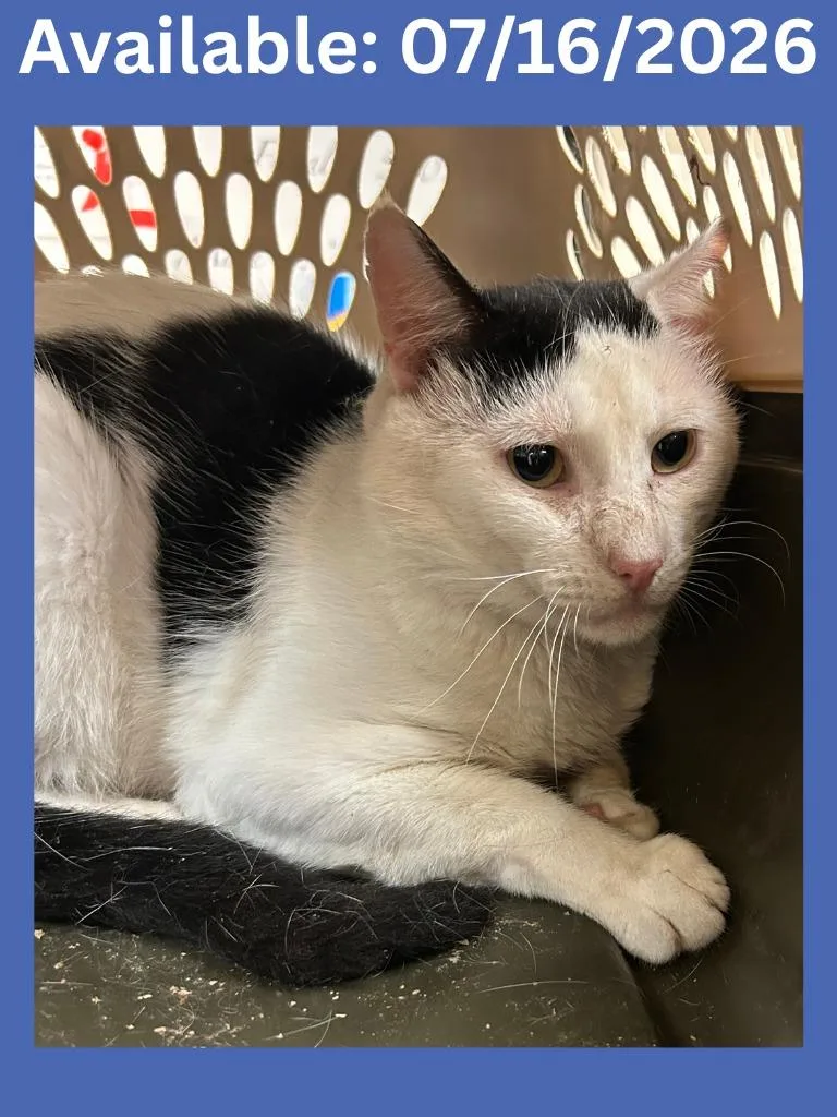 An adult medium-sized male Domestic Short Hair cat named Cat Condo for adoption in Greenville, TX