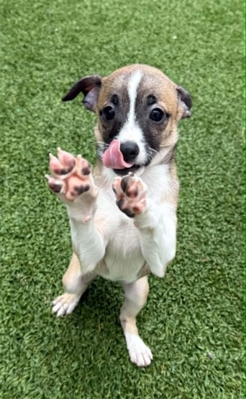 A baby small-sized female Chihuahua dog named Bubbles for adoption in Groton, CT