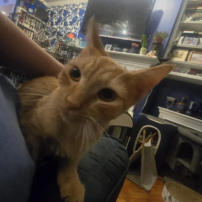 A young small-sized male Orange / Red Domestic Short Hair cat named Mustard for adoption in Staten Island, NY