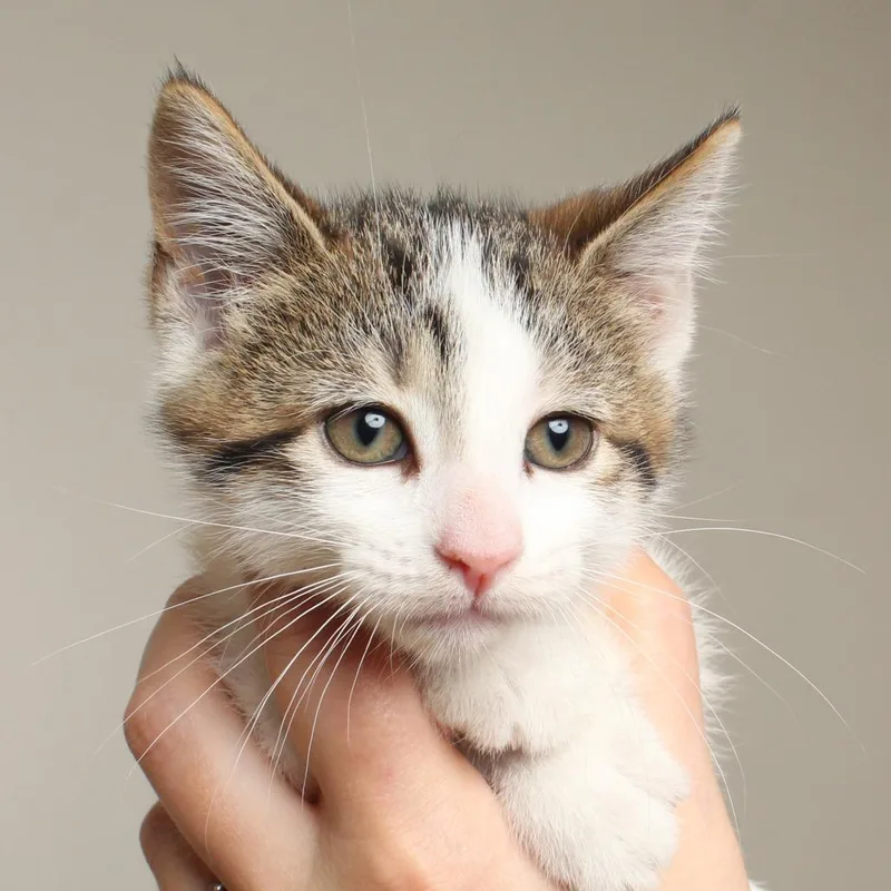 A baby small-sized female Torbie Domestic Short Hair cat named The Wizard C for adoption in Minnetonka, MN
